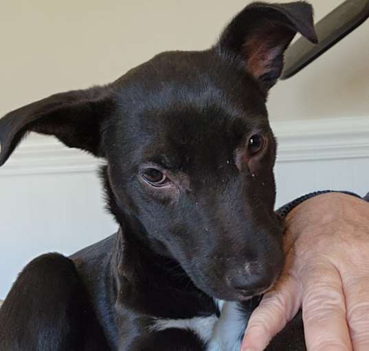Photo of Freya