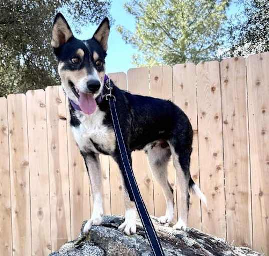 Photo of Dixie