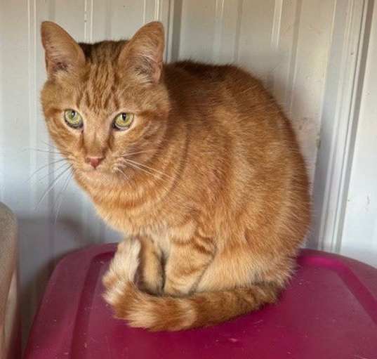 Photo of Marbles