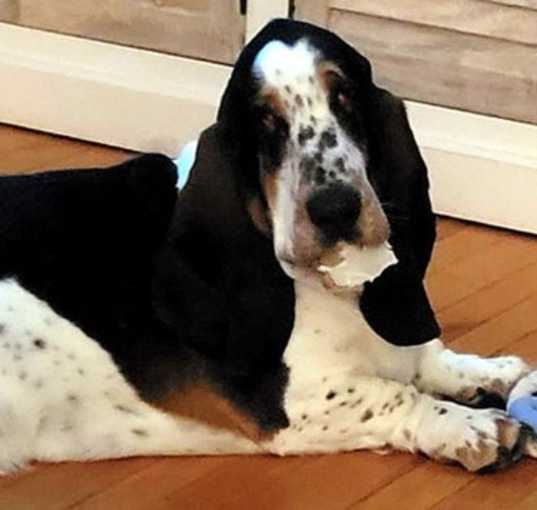 Photo of TORBEN - ADOPTION PENDING!