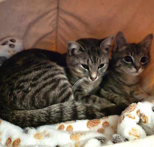 Photo of GRETA & POLAROID