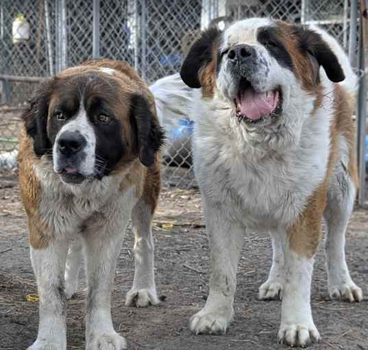 Photo of Jazzy & Dozer