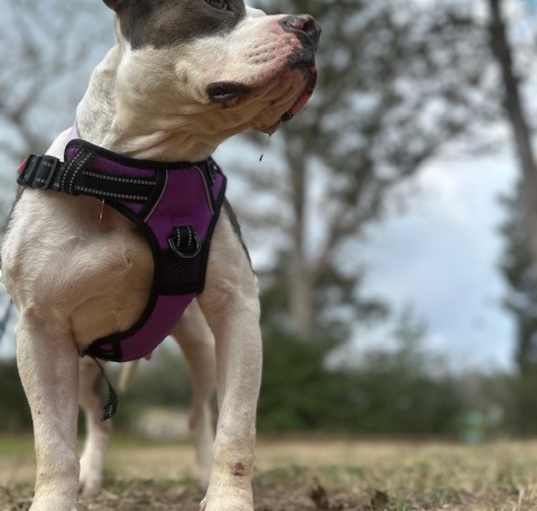 Photo of Charley