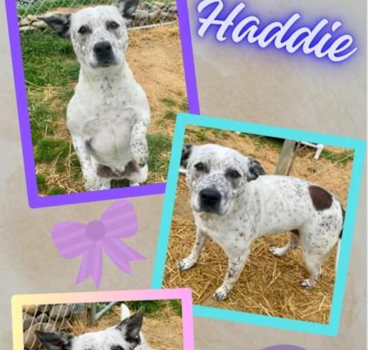 Photo of Haddie