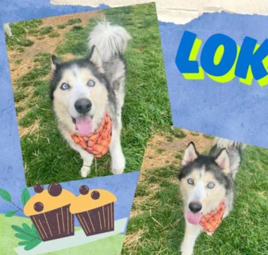 Photo of Loki