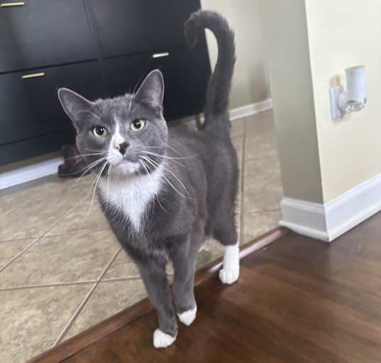 Photo of Merlin