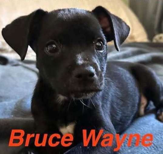 Photo of Bruce Wayne