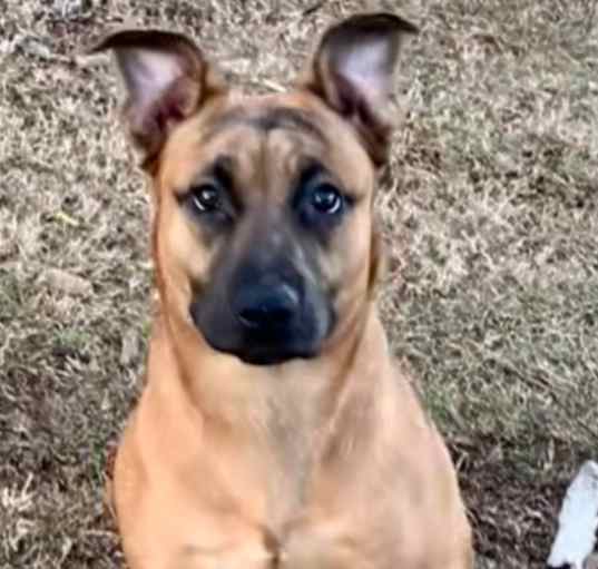 Photo of Leon URGENT HELP NEEDED !