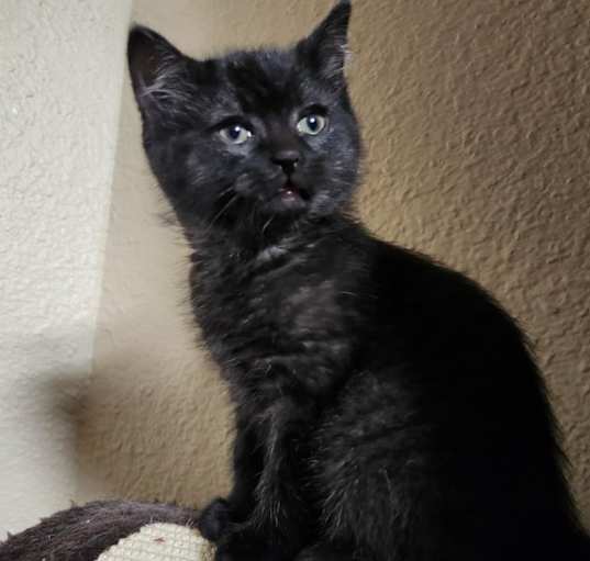 Photo of Daemon