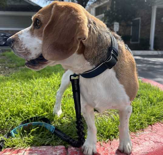 Photo of Archie