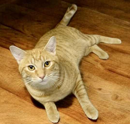 Photo of Leo