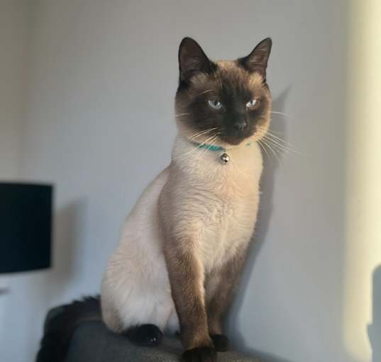 Photo of Mr. Kitty