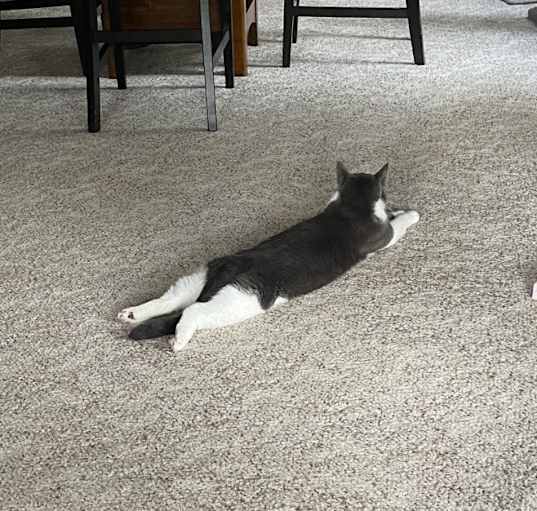 Photo of Romeo