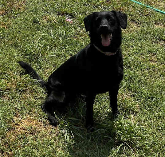 Photo of Bear