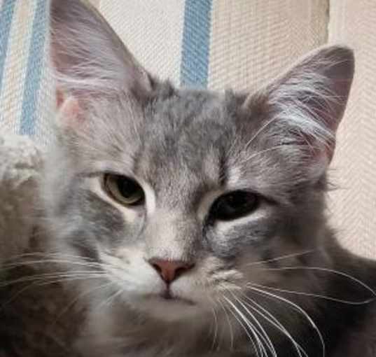 Photo of Sissy bonded to Misty