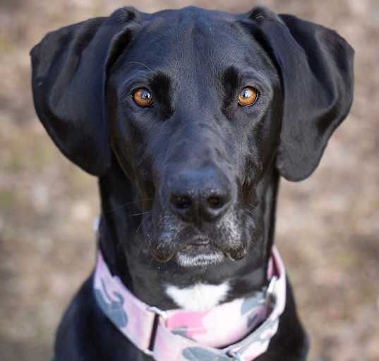 Photo of Daphne