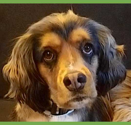 Photo of Brownie