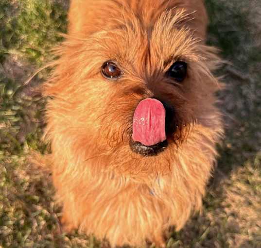 Photo of Gracie