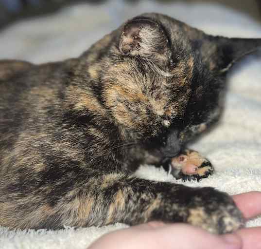 Photo of Sweetie