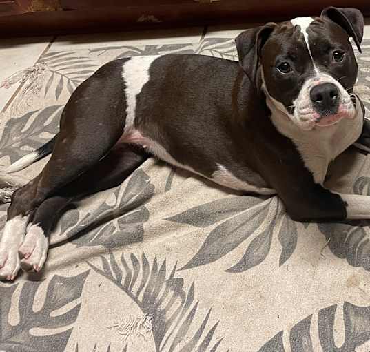 Photo of Orrie