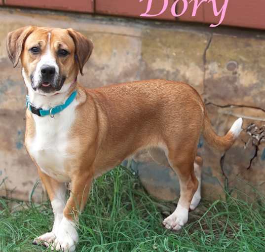 Photo of Dory D25-051