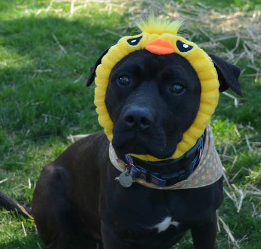 Photo of Sable (TN)-FAMILY DOG!