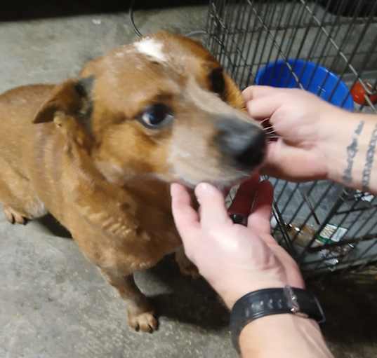 Photo of Milo