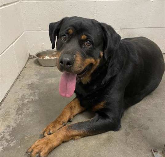 Photo of PIPER