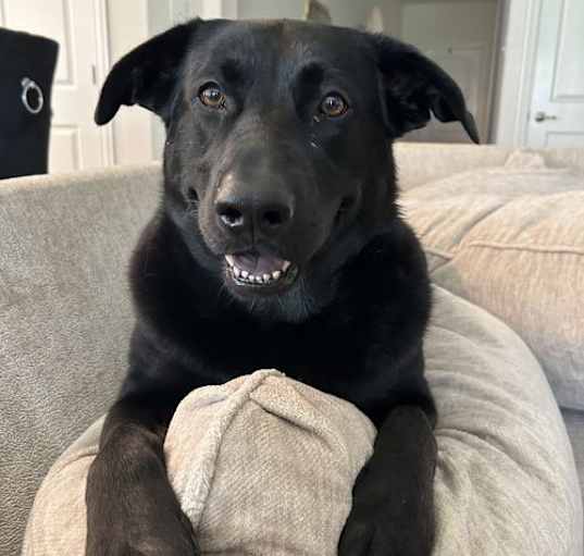 Photo of Remi