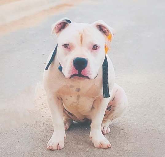 Photo of Stella