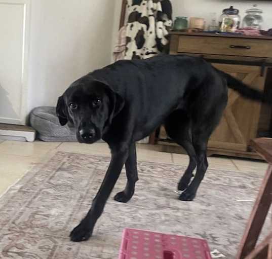 Photo of Daisy 1367