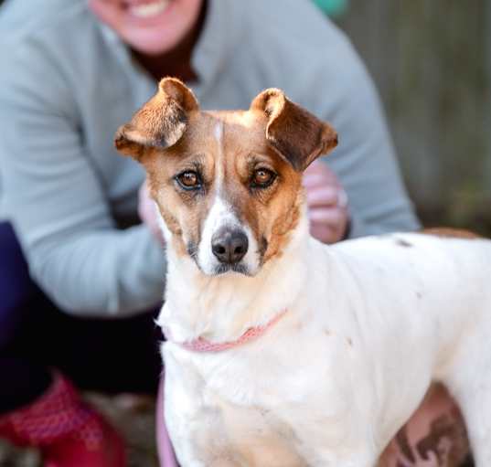 Photo of Nova (fka Bingo)