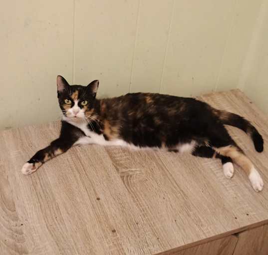 Photo of Shyla - tripod