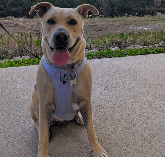 Photo of Gracie
