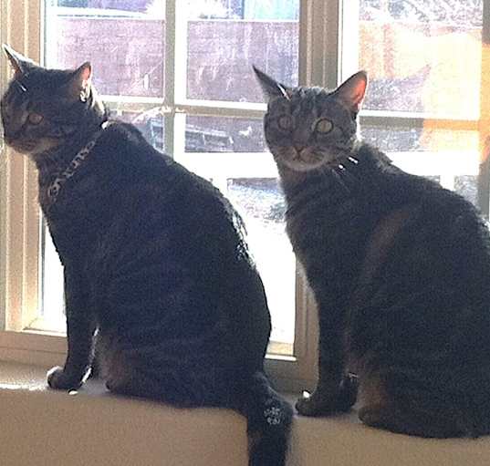 Photo of Willow and Roo