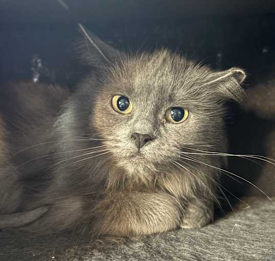 Photo of Skye (Barn Cat)