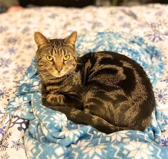 Photo of Whiskers Saratoga