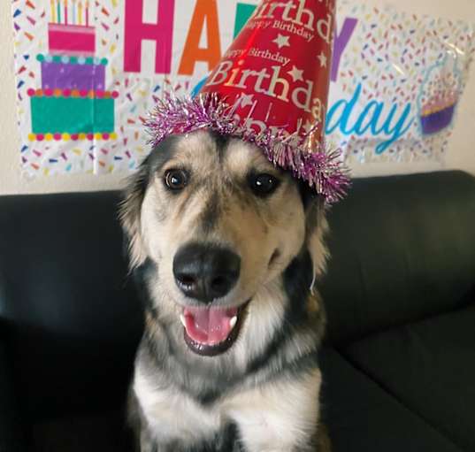 Photo of Nala