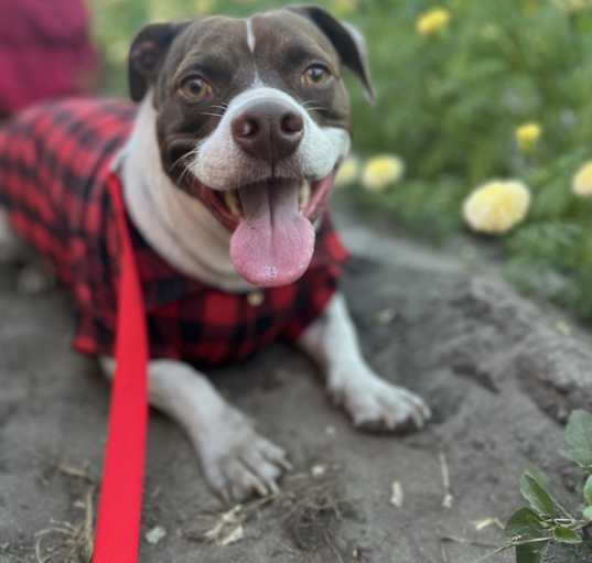 Photo of Apollo