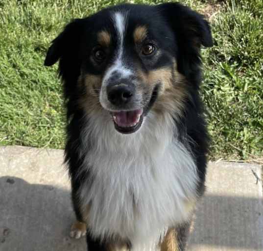 Photo of Barney
