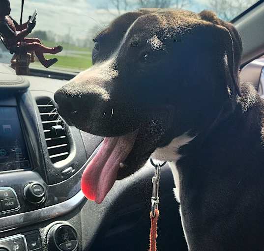 Photo of Scout Arlo