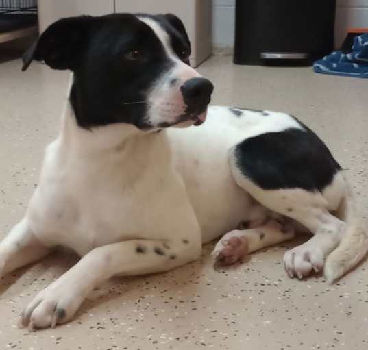 Photo of Pongo