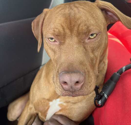 Photo of Bentley