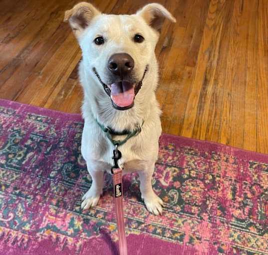Photo of Scout
