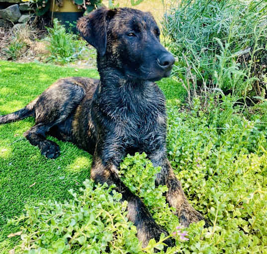 Photo of Gunner