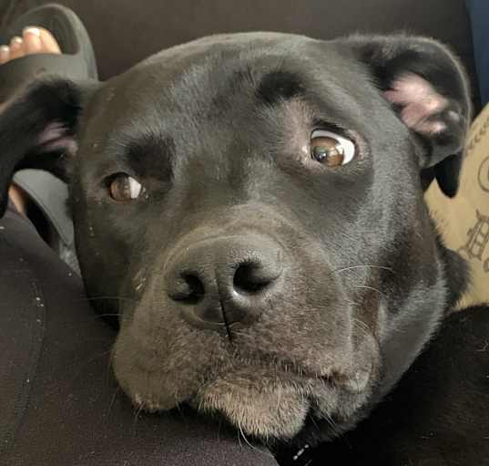 Photo of Diesel