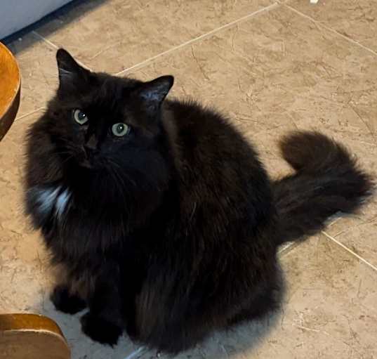 Photo of Piku