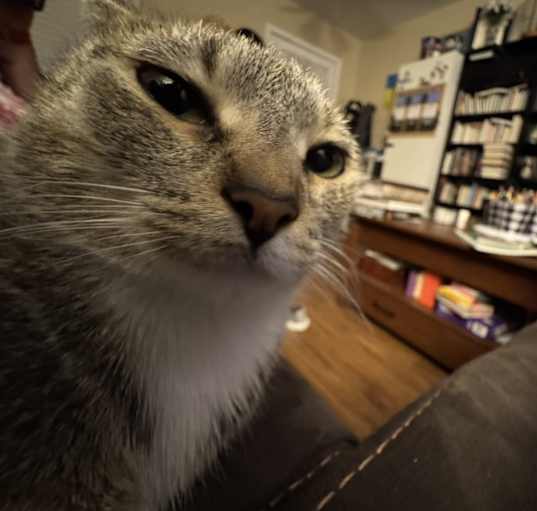 Photo of Coconut