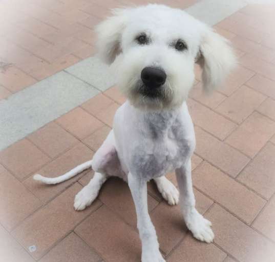 Photo of Basil