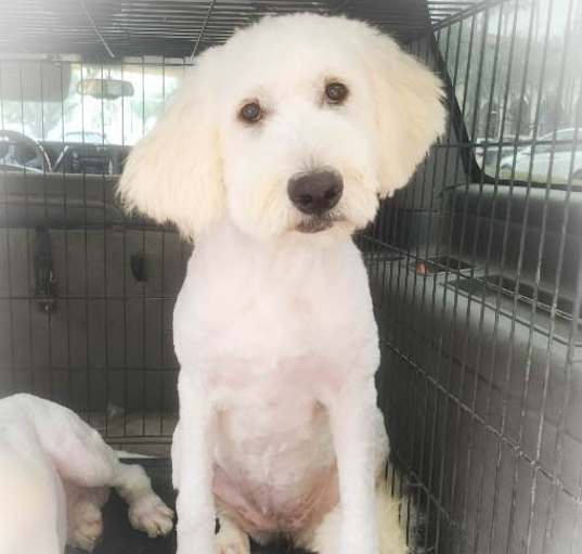 Photo of Bluebell